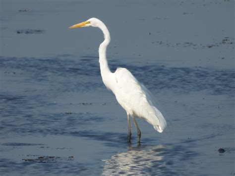 Egrets of Texas (4 Species to Know) | Badgerland Birding