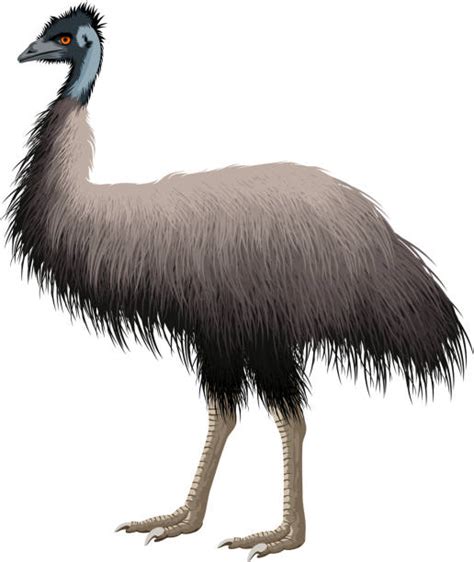 Cartoon Emu Clipart - pic-nugget