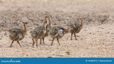 Family of Ostrich Chicks Running after Their Parents in Dry Kalahari ...