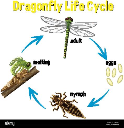 Dragonfly life cycle hi-res stock photography and images - Alamy