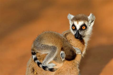 Ring-tailed Lemur Mother And Baby Photograph by Tony Camacho/science ...