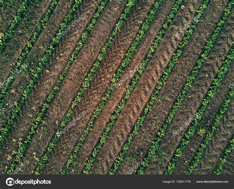 Aerial view of soybean field, drone pov top view Stock Photo by ...