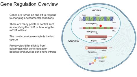 Gene Regulation Overview - YouTube