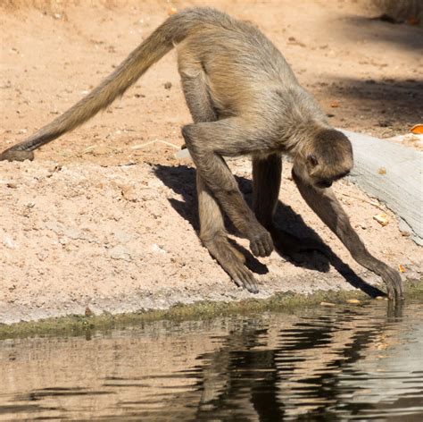 James Gordon Patterson Photography: Wildlife World Zoo in Litchfield ...