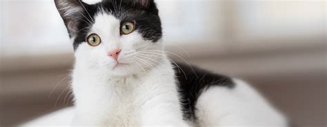 black and white cat sitting on bed