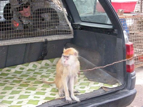 DVIDS - Images - Silver Lions find monkey in trunk during Operation ...