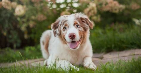 Do Australian Shepherds Shed? - A-Z Animals