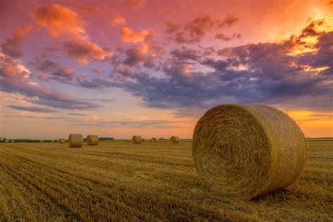 Golden sunset over farm field — Stock Photo © elenathewise #4471035