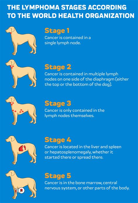 How Is Lymphoma Treated In Dogs