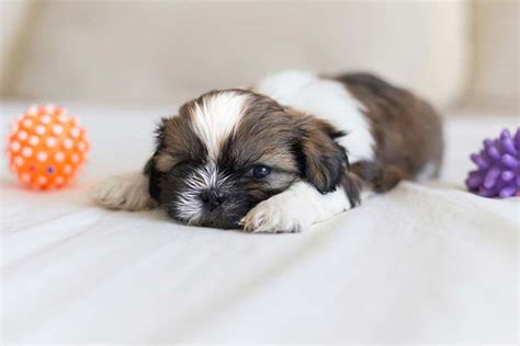 Shih Tzu Dog Breed Information