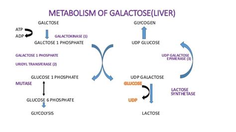 Galactose Metabolism: Enzymes, Steps, Pathways, Uses