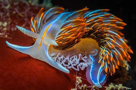 51 Sea Slugs That Prove Aliens Already Live On Planet Earth | Bored Panda