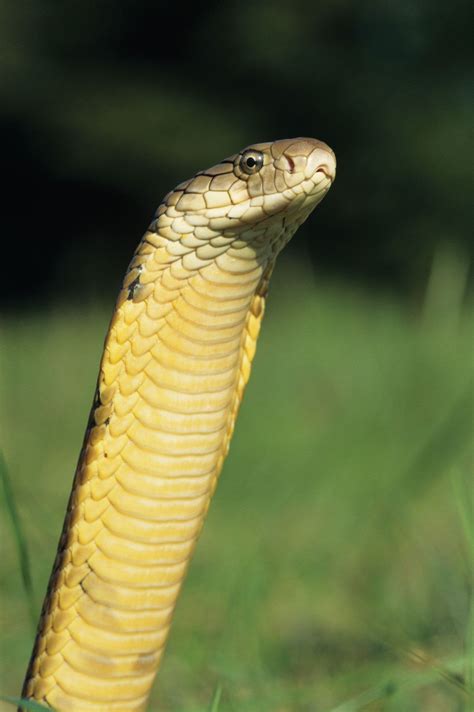 Cobra | Venomous Snake Species & Characteristics | Britannica