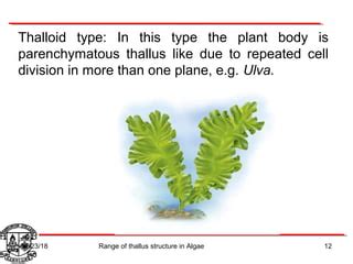 Algae thallus structure | PPT