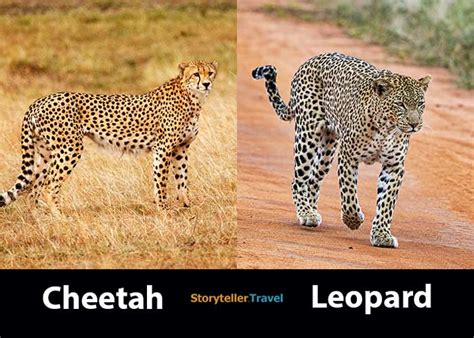 Cheetah vs Leopard: 14 Key Differences (Speed, Size, Spots ...