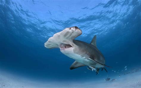 10 Endangered Shark Species You Should Know