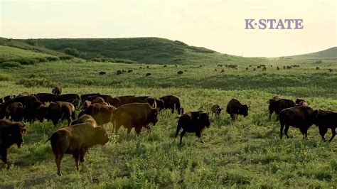 Research: Bison on the Konza Prairie - YouTube