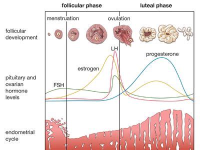 엔클렉스 모성 Maternity : Antepartum : 네이버 블로그