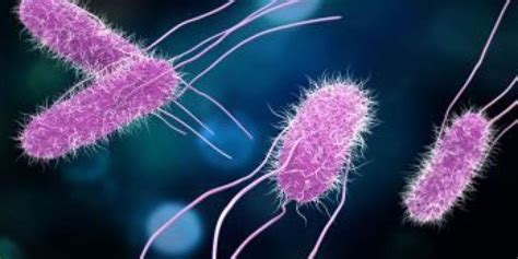 Salmonella outbreak hits 23 states, source unknown: CDC