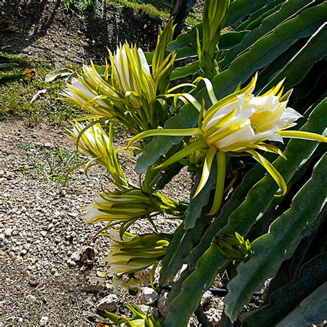 Dragon Fruit Flower Stages - Home Alqu