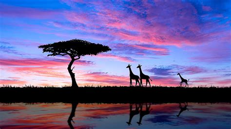 4 African Savanna Sunset, savannah sunset HD wallpaper | Pxfuel