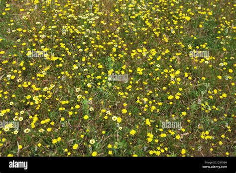 wild spring flowers Stock Photo - Alamy