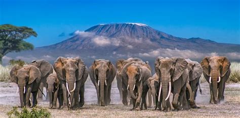 Amboseli National Park Elephants - Amboseli National Park