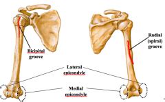 Image result for spiral groove of humerus | Groove, Spiral, Image