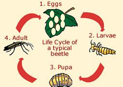 Ground Beetle Life Cycle