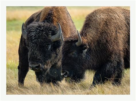 Yellowstone Bison - Wildlife Critiques - Nature Photographers Network