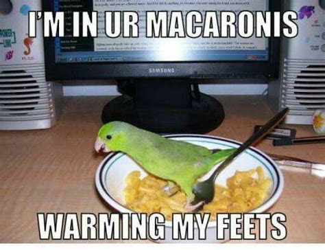 Sorry for the old meme but this parrot is adorable!!! #parrotmemes ...