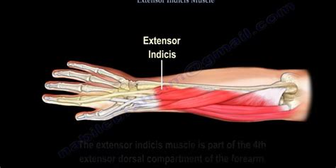 Anatomy of the Extensor Indicis Muscle | BIPmd