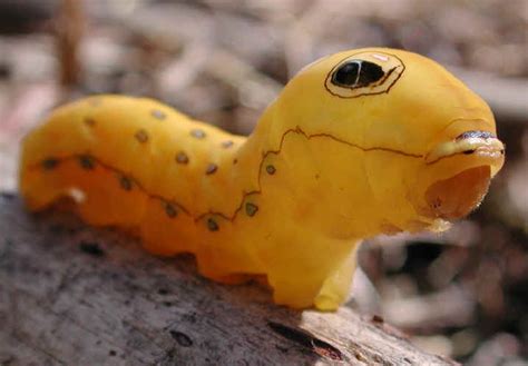 Spicebush Swallowtail Caterpillar (Papilio troilus) - 05 - One of God's ...