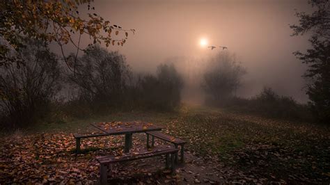 Autumn Park on a Foggy Night Image - ID: 238126 - Image Abyss