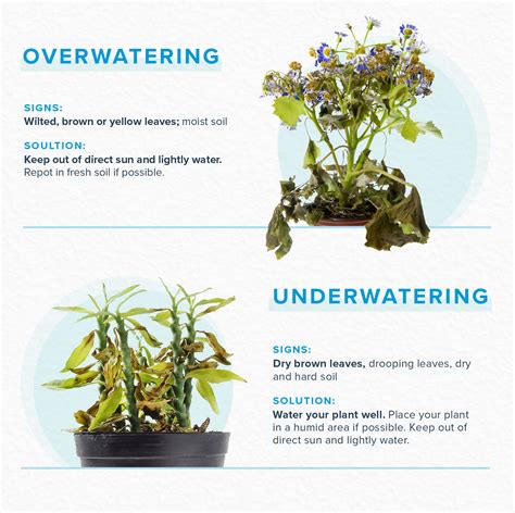 How to Revive a Plant | ProFlowers