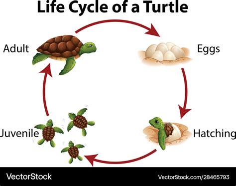 Diagram showing life cycle sea turtle Royalty Free Vector