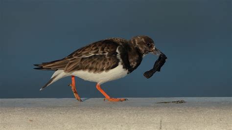 Turnstone Wildlife Feeding - Free photo on Pixabay - Pixabay