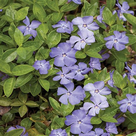 2.5 Qt. Blue Periwinkle Plant-54948 - The Home Depot