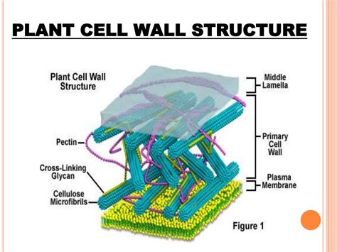 Cell wall structure and function