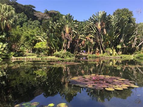 Jardín Botánico, Río de Janeiro Brasil | Jardin botanico, Rio de ...