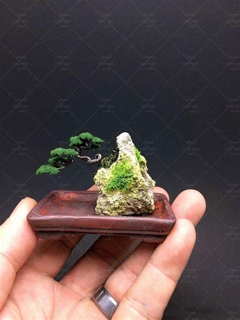 Tiny Bonsai Seeds | Bonsai tree, Bonsai seeds, Bonsai tree care