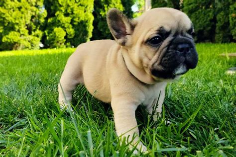 Beige Frenchie / French bulldog puppies - TomKings kennel