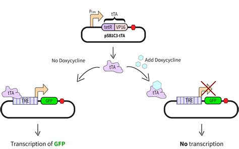 Team:TECHNION-ISRAEL/delay mechanism - 2017.igem.org