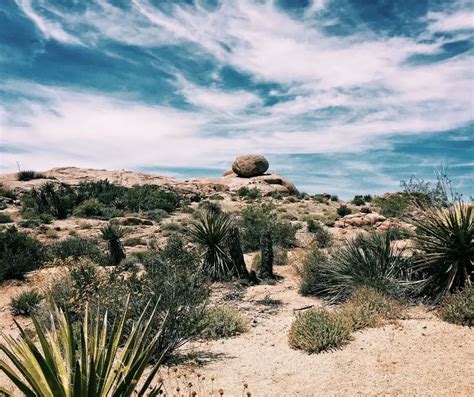 Desert Ecosystems Facts for Kids (All You Need to Know!)