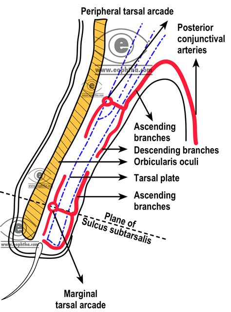 Tarsal Conjunctiva