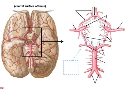 Arteries of Brain & Circle of Willis Diagram | Quizlet