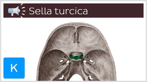 Sella Turcica Anatomy