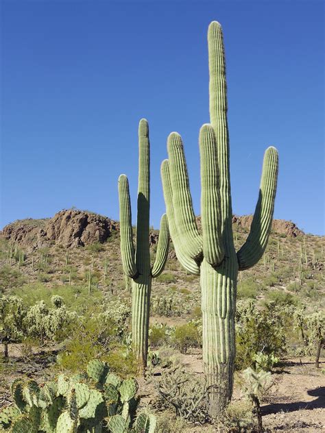 Saguaro - Wikipedia