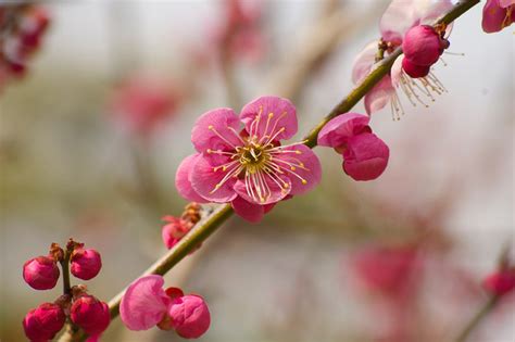 Plum Blossom 2