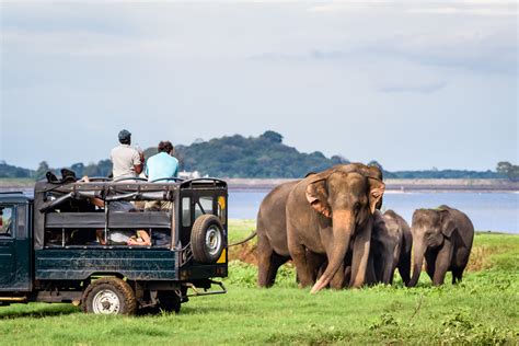 Wildlife Safaris in Sri Lanka | Tales of Ceylon